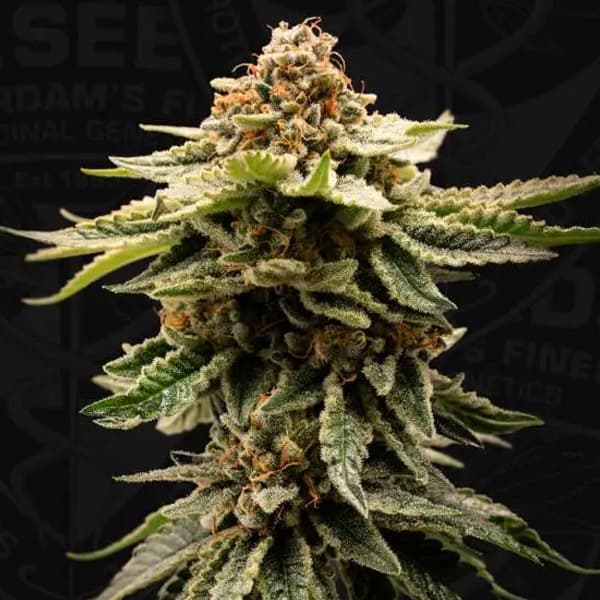 CandyBelt graines > T.H. Seeds | Graines Féminisées  |  Hybride